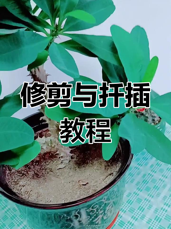 修剪虎刺梅,扦插技巧大公开