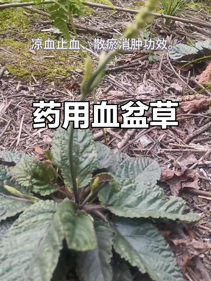 血盆草,唇形科草本植物,全株入药