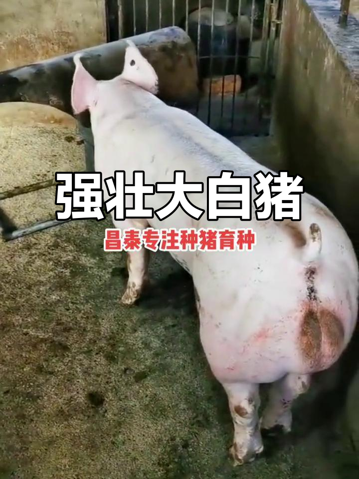 纯种大白猪,强健体格,完美背线与大屁股