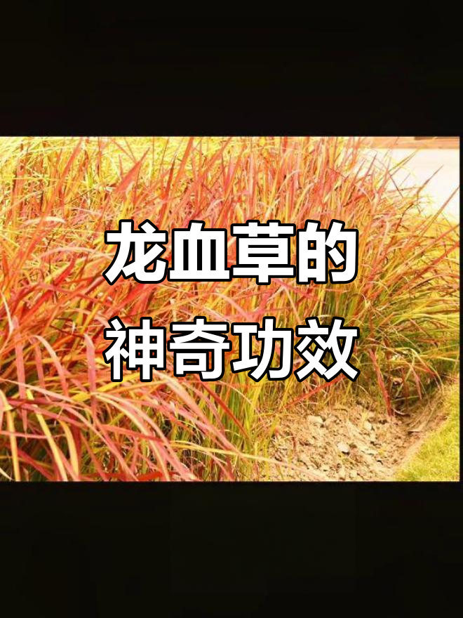 龙血草:止血,消炎,活血化瘀,快速消肿止痛