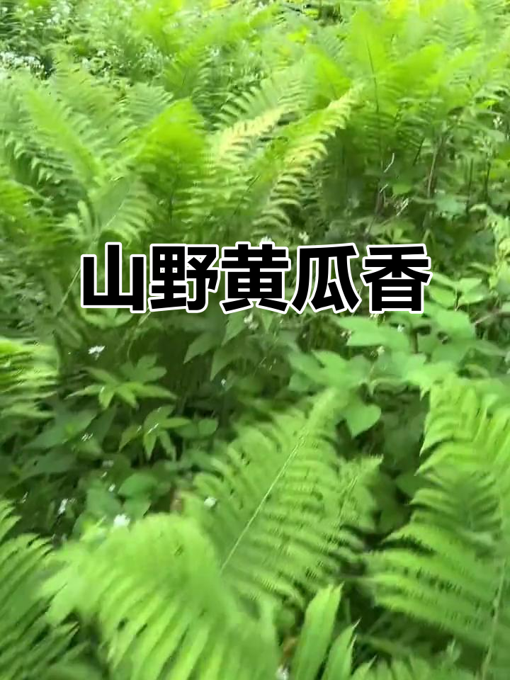 野菜黄瓜香遍地,明年再来采收!