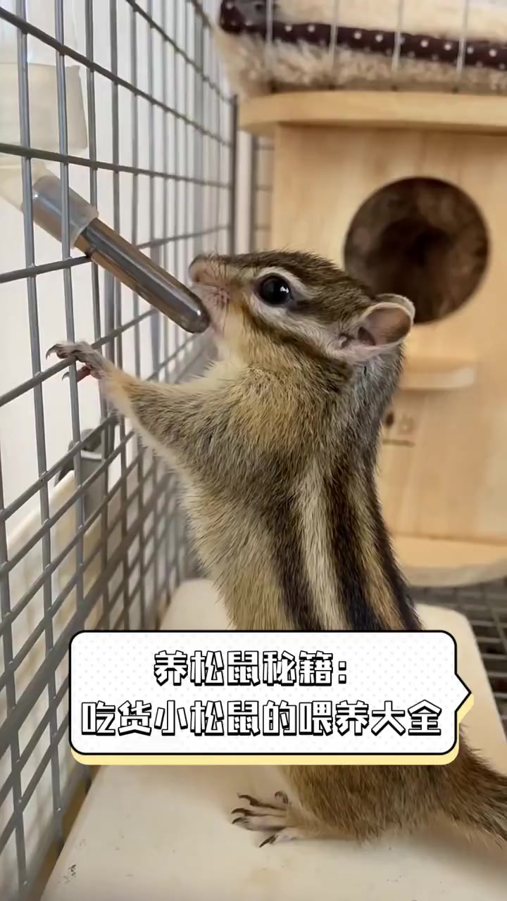 养松鼠秘籍:吃货小松鼠的喂养大全