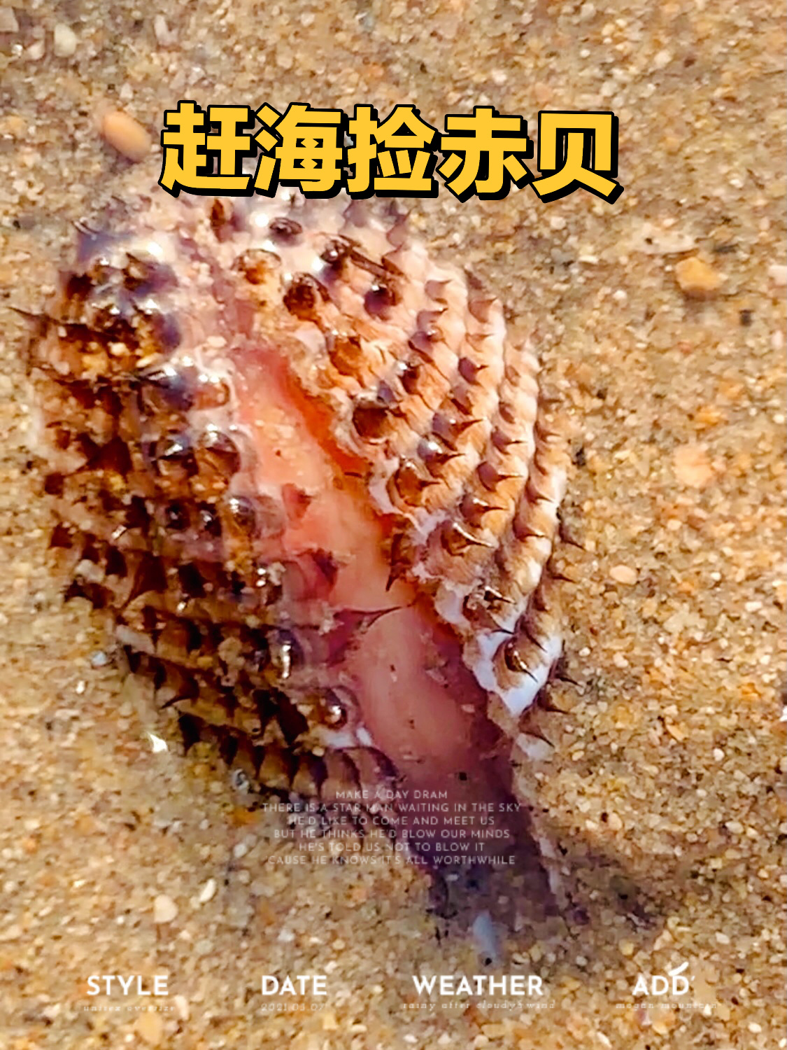 不得不说赤贝真的很好吃 冬季赶海毛蚶