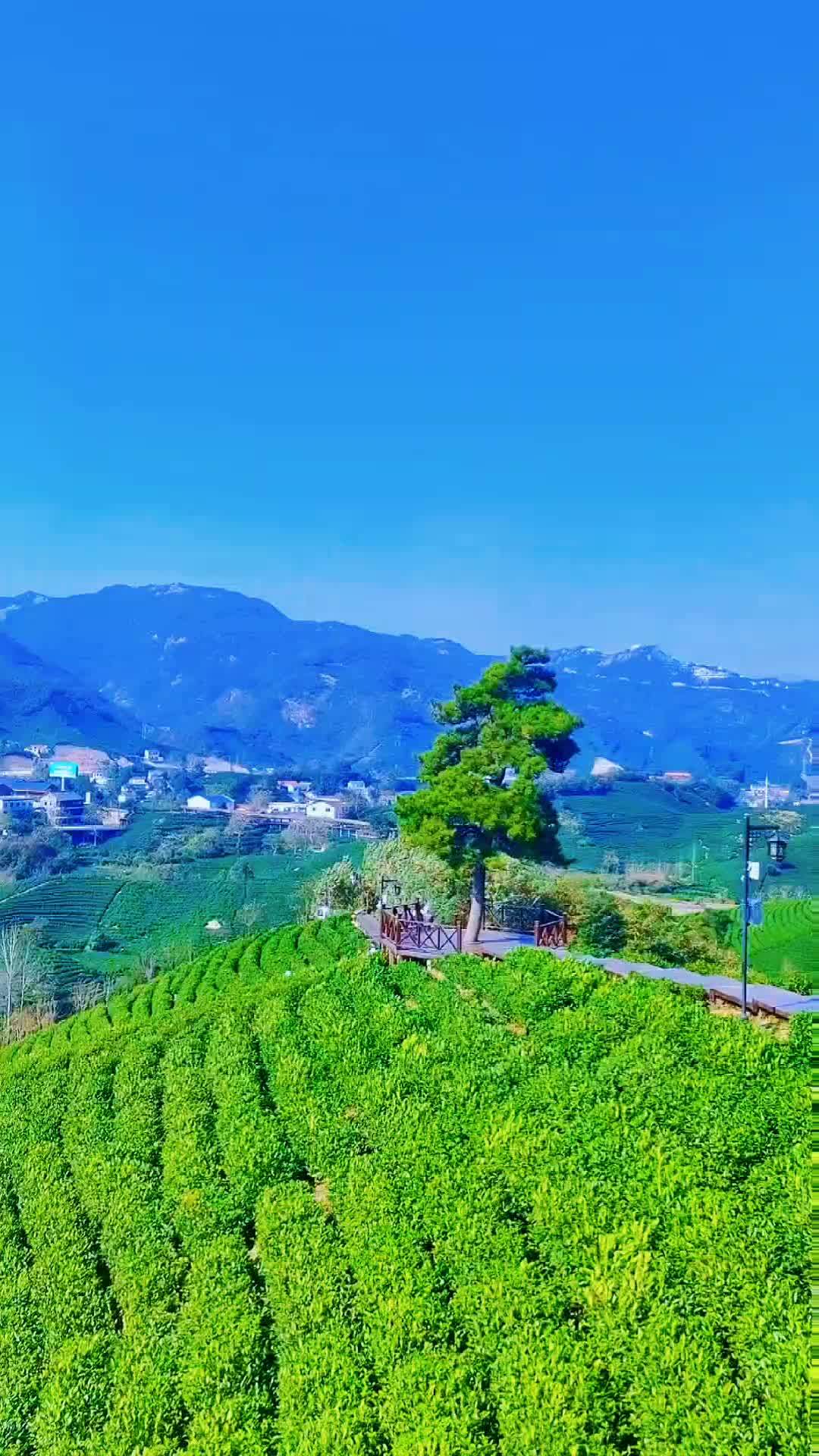 信阳茶园风光 抖出你的家乡 老家的风景 信阳山美水美的地方