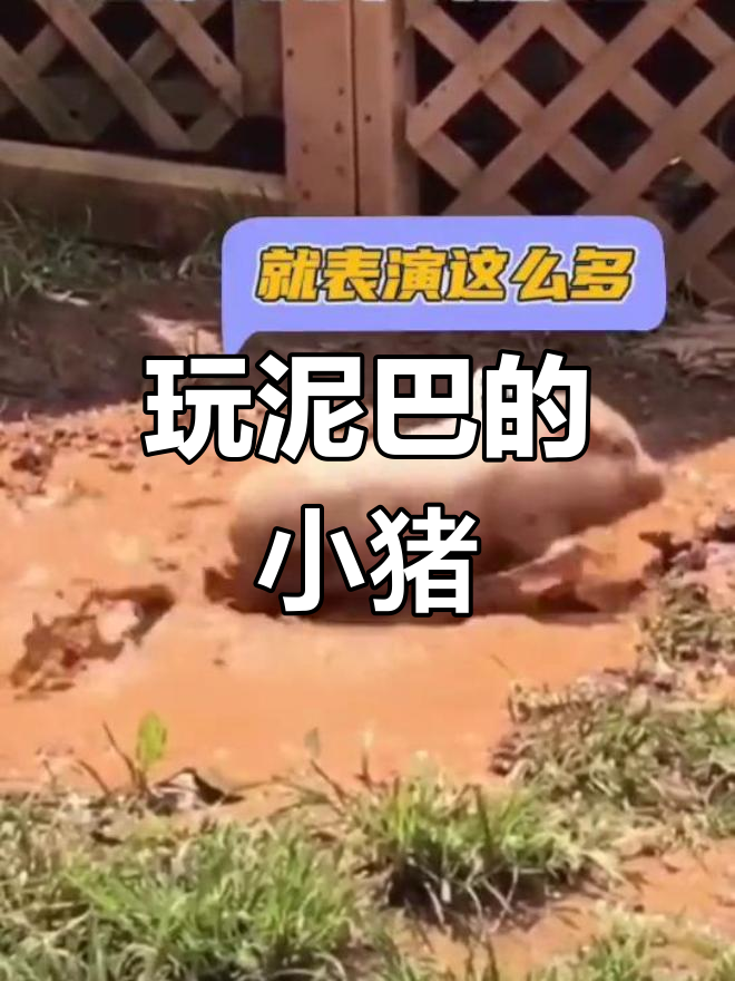 小猪玩泥巴,笑声太可爱了!