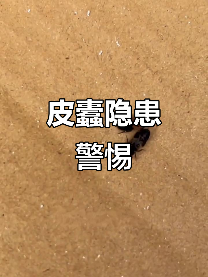 皮蠹幼虫危害大,家中发现一只即可能藏有大量
