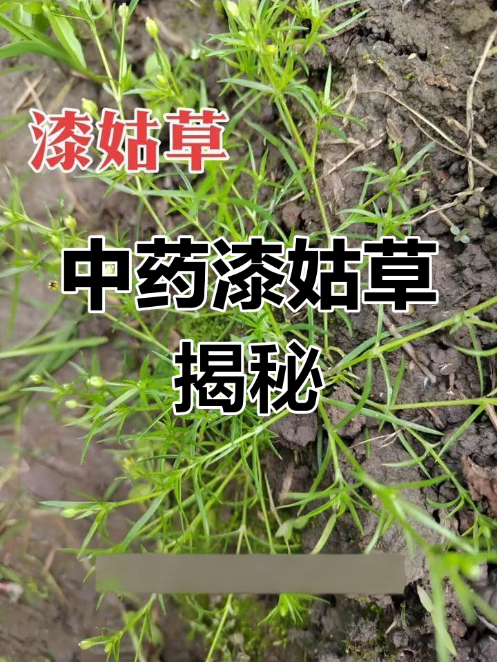 漆姑草:中草药里的神奇宝贝