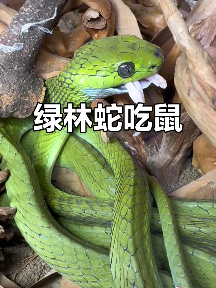 绿林蛇捕食小老鼠,安静又迅速