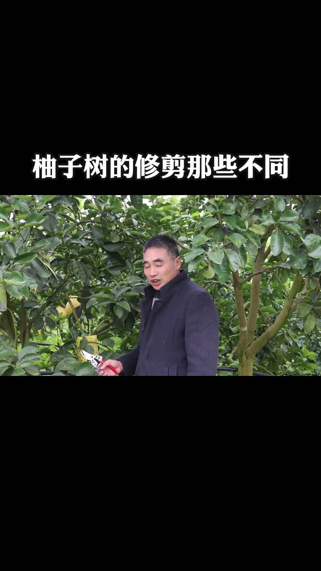 柚子樹的冬季修剪有那些不同