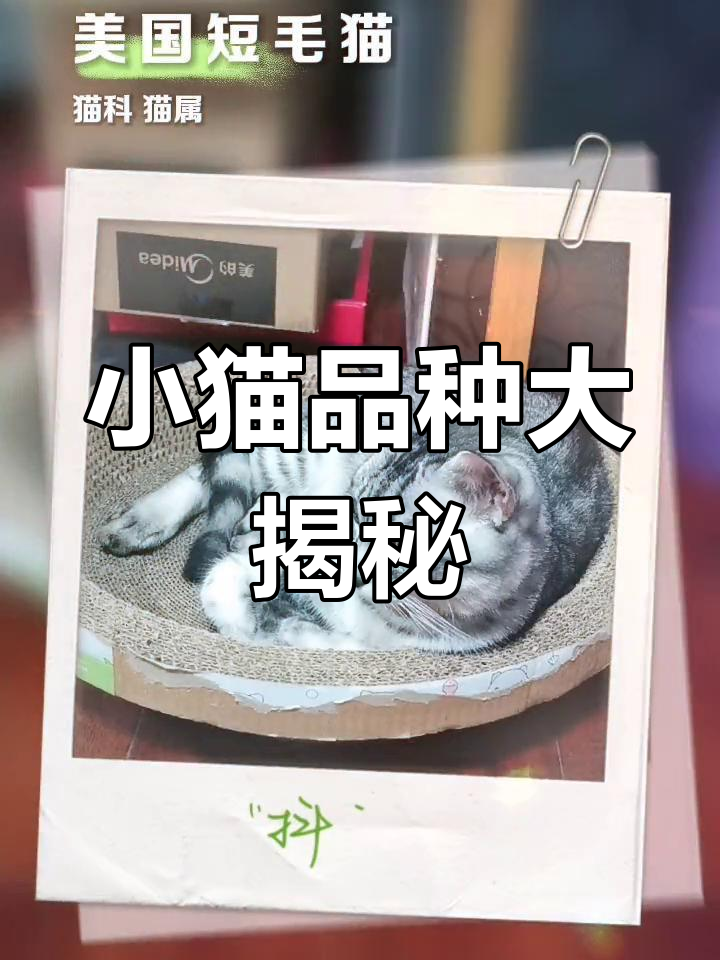 扫一扫猫咪品种图片