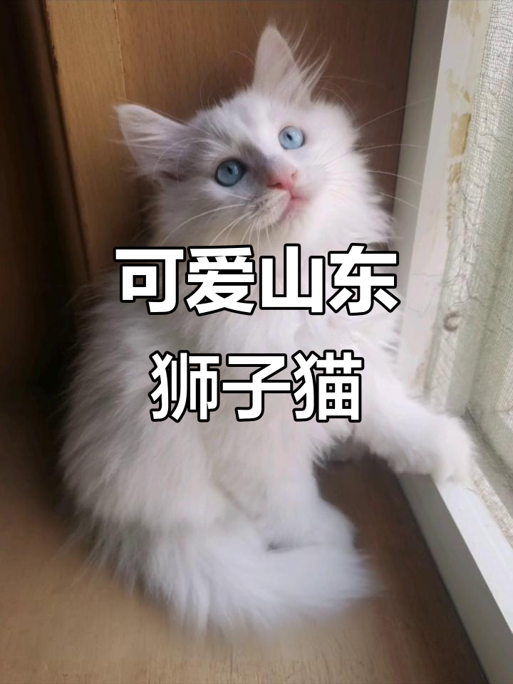 山东狮子猫:蓝眼黄眼的鸳鸯猫咪,捕鼠能手又粘人
