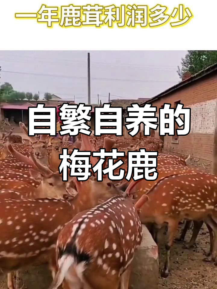 养殖梅花鹿真的赚钱吗视频(养殖梅花鹿的真实利润是多少)
