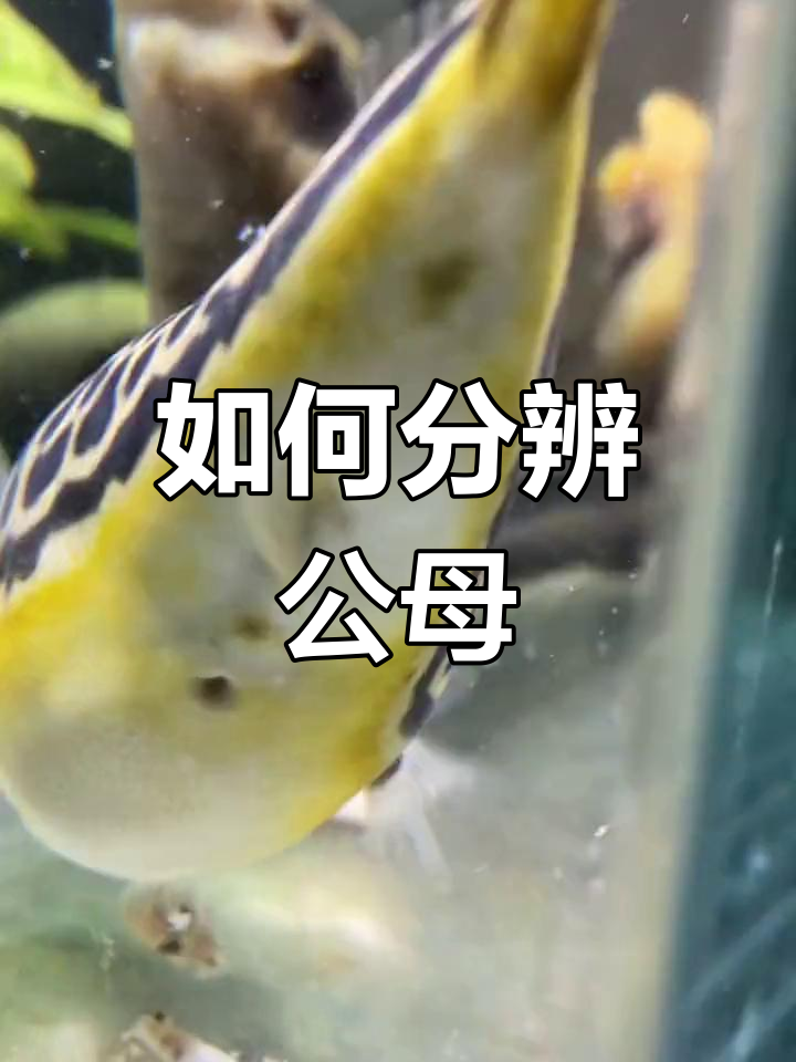 河豚与皇冠狗头性别辨别大揭秘