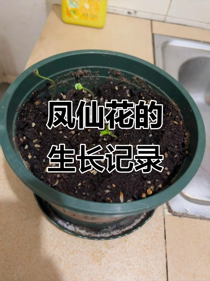 凤仙花从种子到开花的全过程,四天见证奇迹
