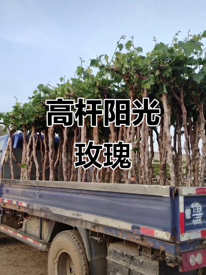 高杆阳光玫瑰葡萄树,生长旺盛,果实累累