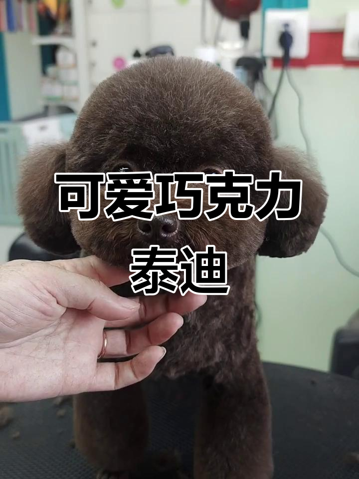 河北秦皇岛泰迪美容,巧克力色萌宠来袭