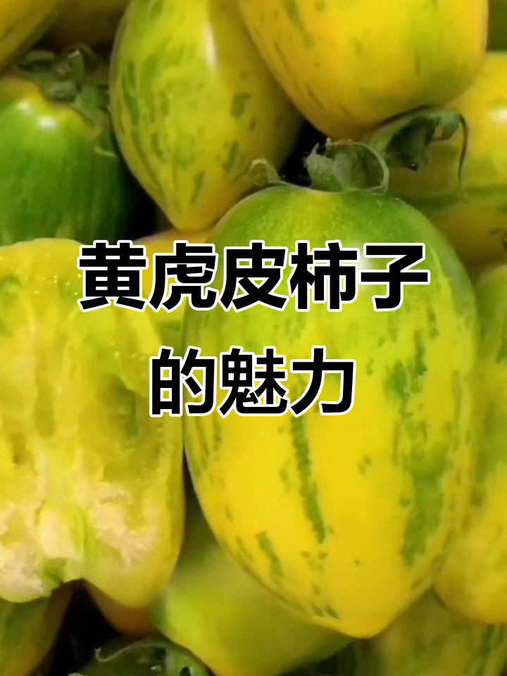 东北正宗黄虎皮柿子,薄皮多肉,甜度高,产量惊人