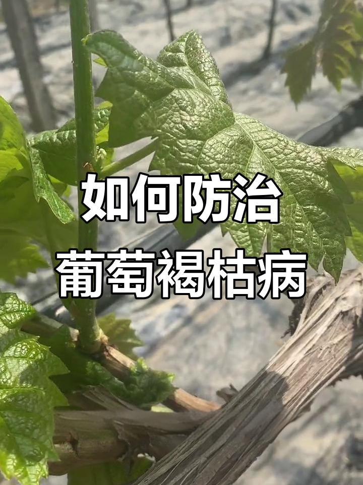 葡萄穗轴褐枯病高发期,如何应对阴雨天气?