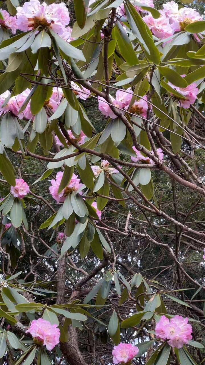 陕西镇安木王国家森林公园的杜鹃花即将盛开