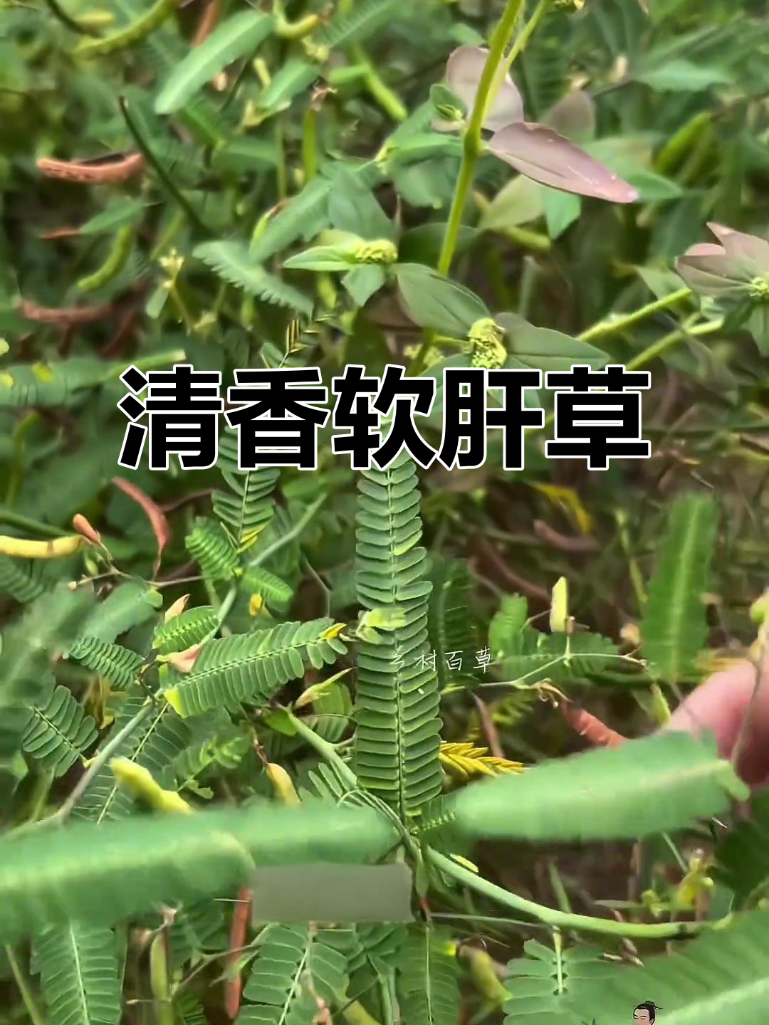 这种草,肝爱它,乙也喜欢,煮茶香气扑鼻