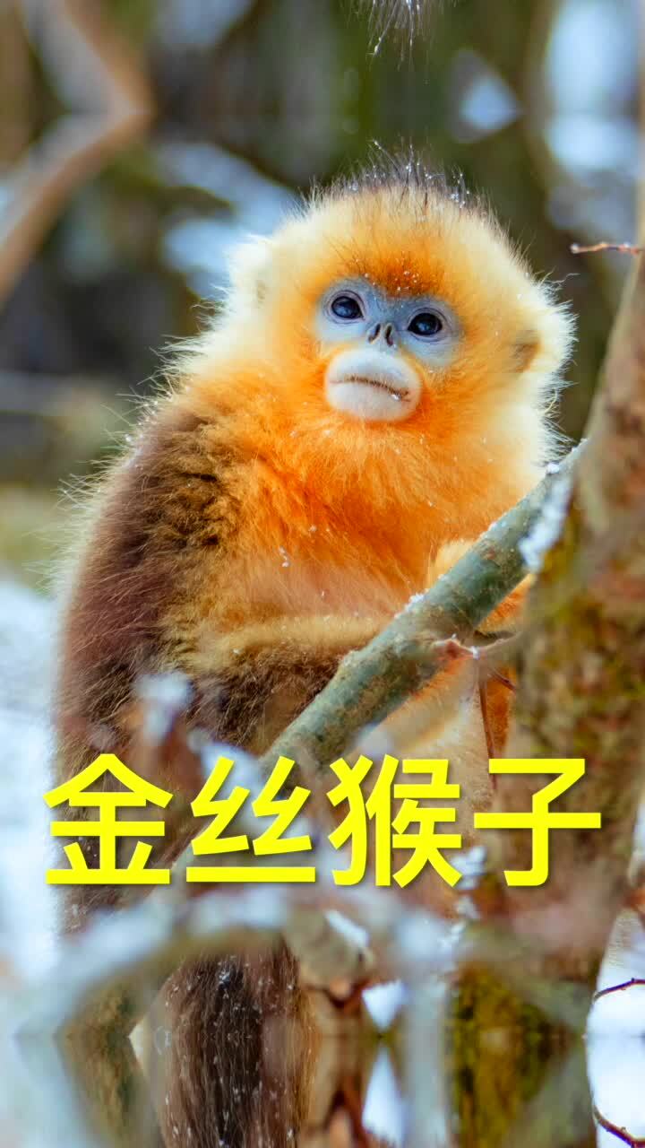 金丝猴的种类