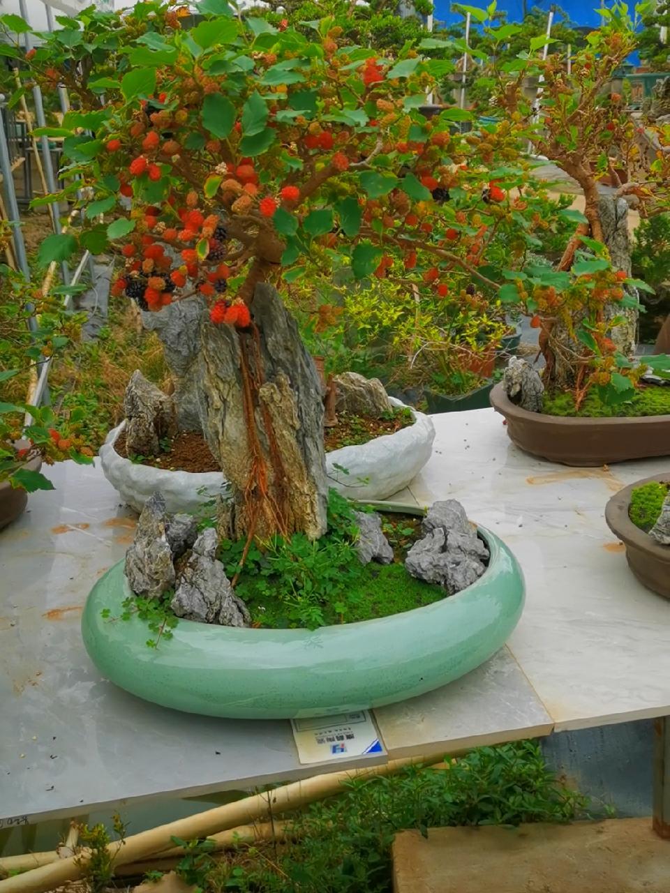 四季果桑 盆景艺术 一花一草一世界 桑葚-度小视