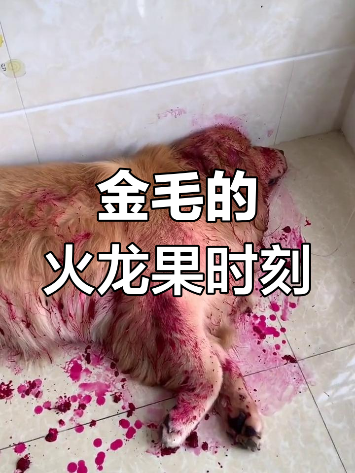 金毛吃火龙果,萌宠搞笑日常