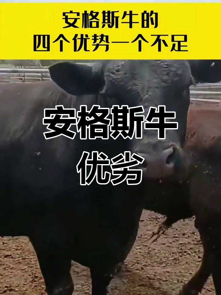 安格斯牛与西门塔尔牛对比分析:优缺点全解析