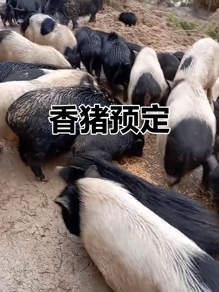 大山放养的香猪,送礼自选,现场可见