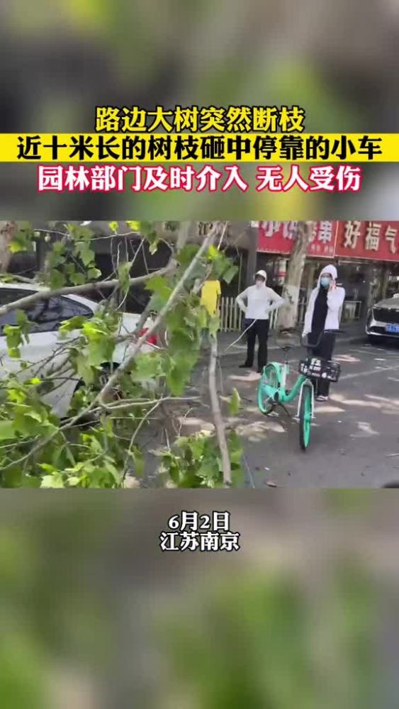 6月2日,江苏南京,树枝因虫蛀严重断裂,砸中路边停靠的小车,造成车体受损.园林部门:南京的树木都有保险,保险公司将赔偿损失