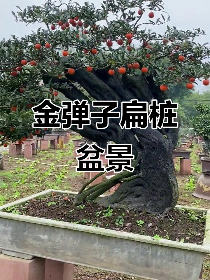 扁扁桩金弹子盆景艺术,独特造型魅力十足