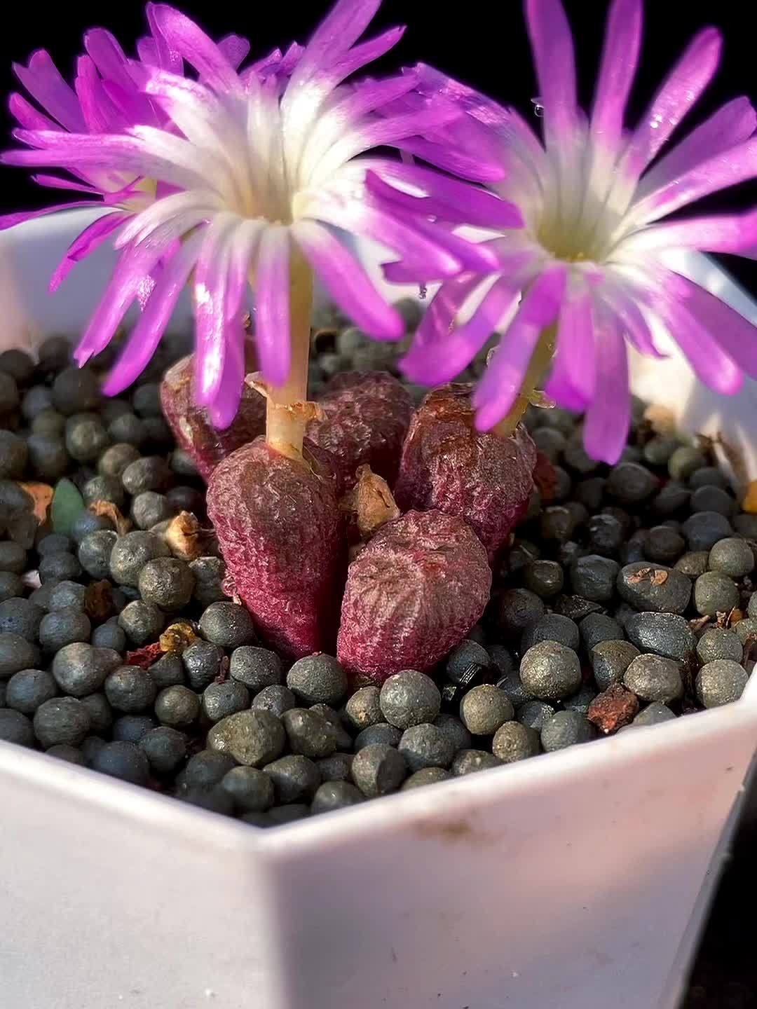花卉绿植 多肉植物