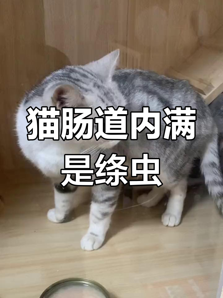 猫咪肠胃惊现绦虫,症状竟被忽视