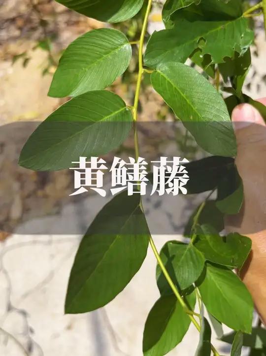 这种青草叫黄鳝藤