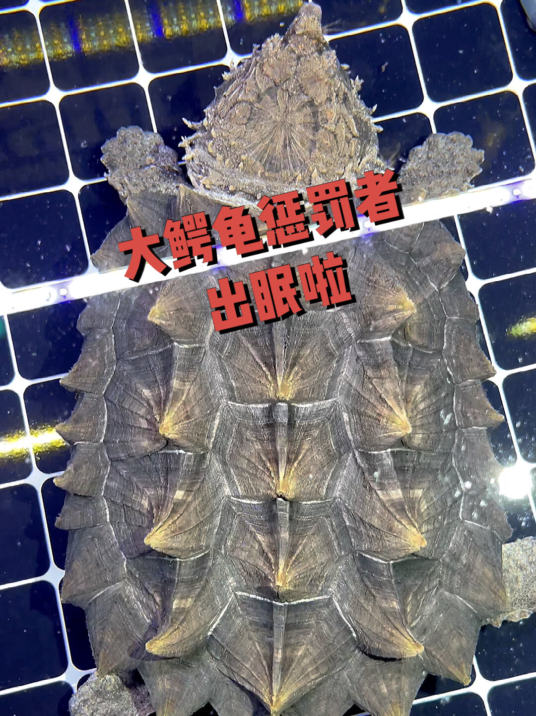 大鳄龟 惩罚者 出眠啦饿了5个月了