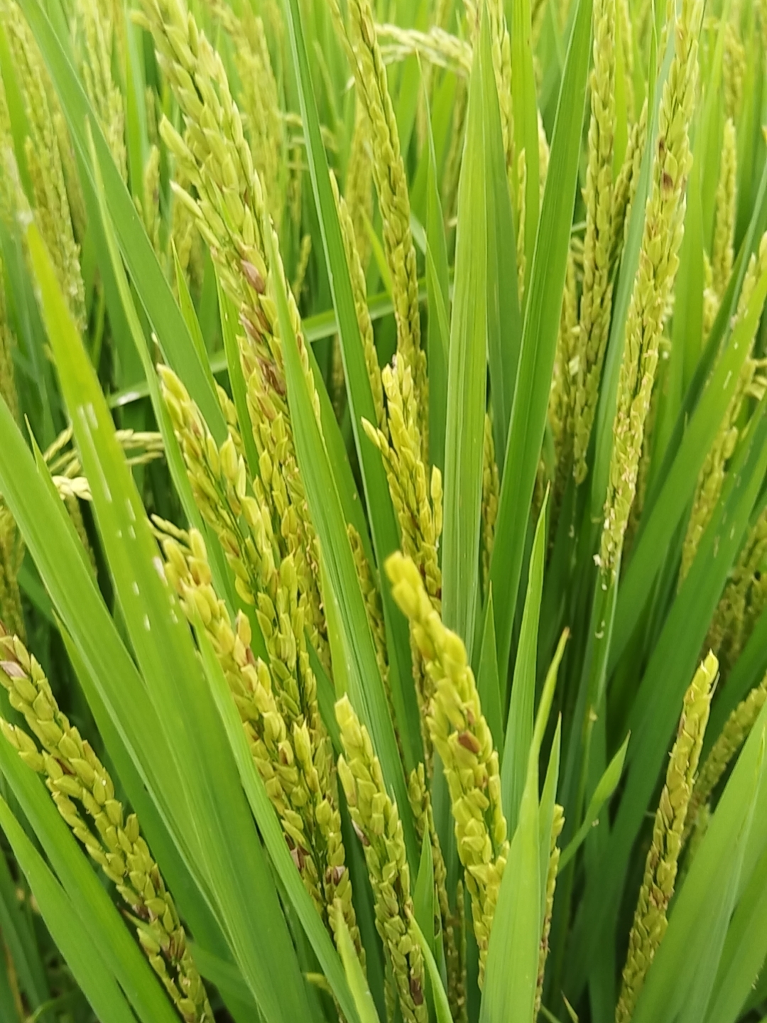 秋天来了,水稻熟了