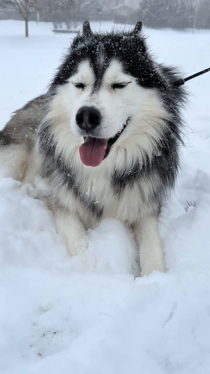 二哈遇到雪,颜值都变高了