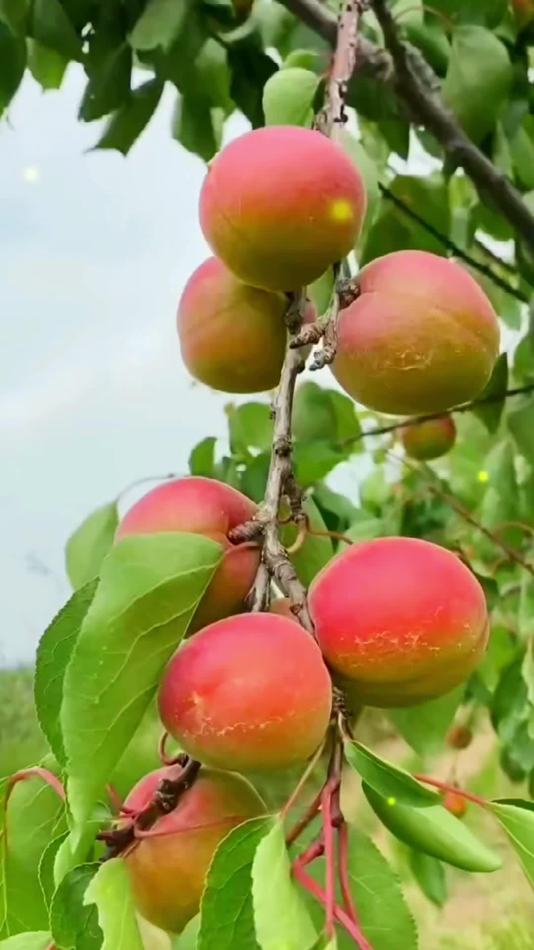 陝西貴妃胭脂紅黃杏,杏仁可以吃的杏果,酸甜適口營養健康 口感特別好