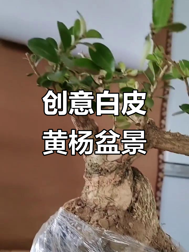 白皮瓜子黄杨盆景造型技巧与创意展示