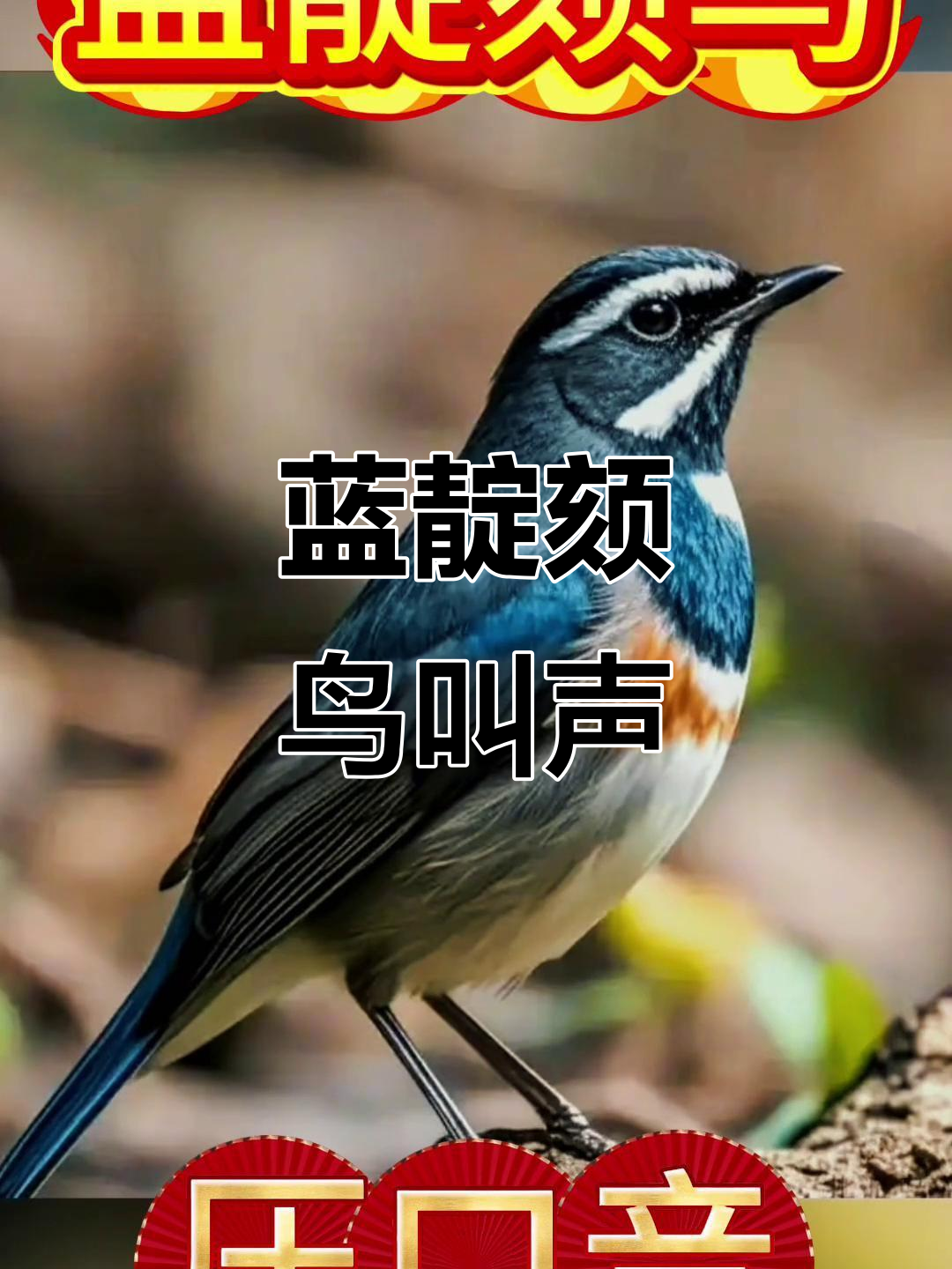 蓝靛颏鸟独特压口音,清脆悦耳的叫声让人陶醉