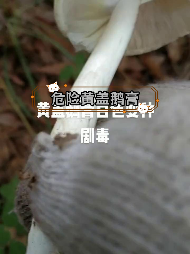 黄盖鹅膏菌的剧毒变种,误食致命