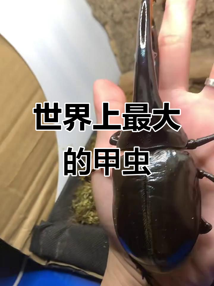 世界最大甲虫揭秘,竟然这么大!