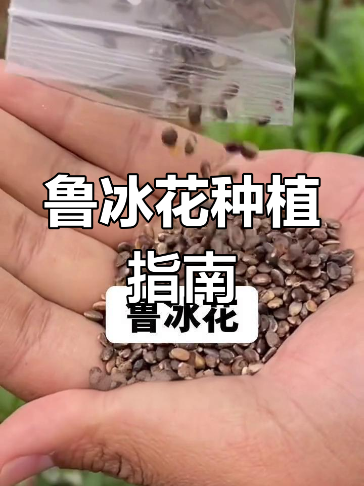 鲁冰花年年开花,轻松种植