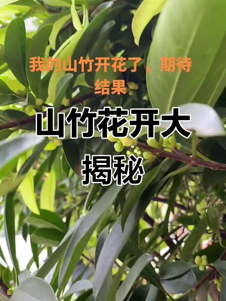 山竹开花,惊喜连连!