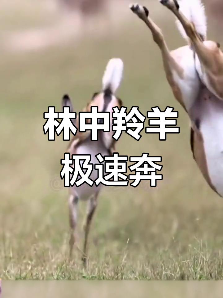 羚羊奔跑如飞,速度惊人