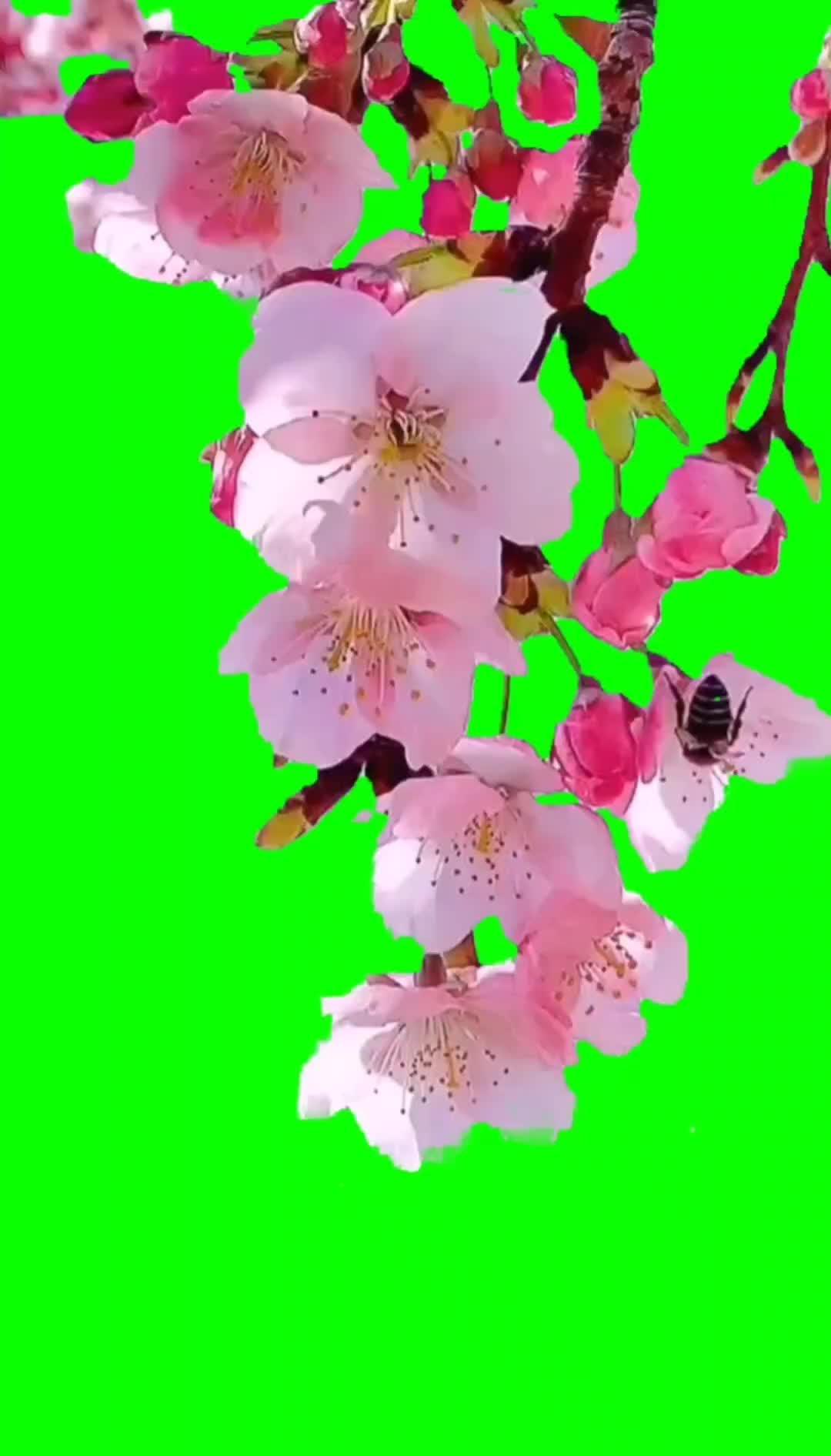 桃花绿幕素材 绿幕素材 绿幕抠像素材 桃花 绿幕素材喜欢自取 绿幕
