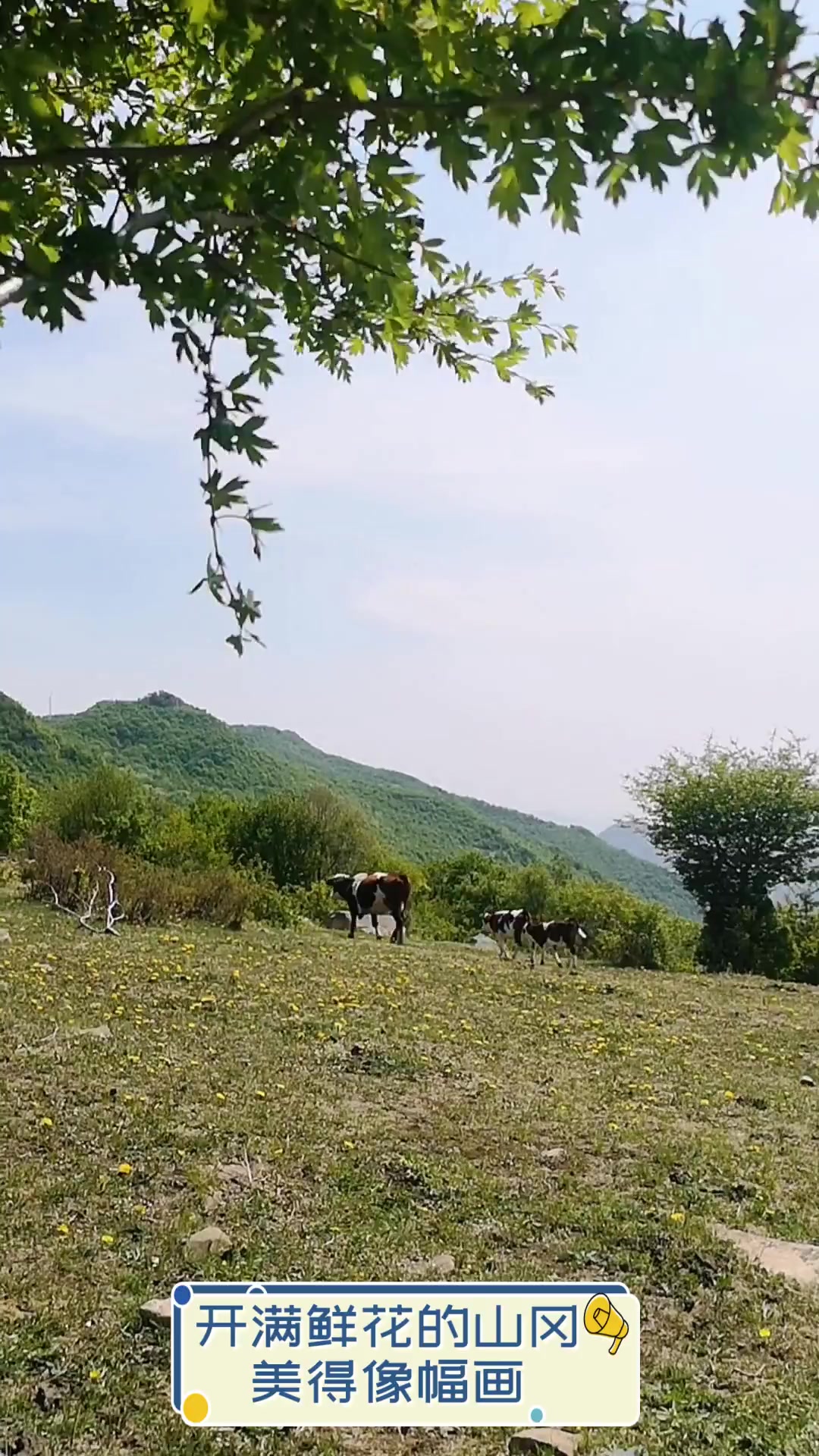 开满鲜花的山冈,美得像幅画