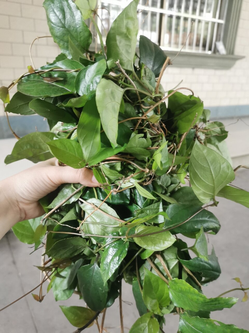 广西北海本地特色美食鸡屎藤籺