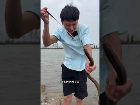 鳝鱼分很多品种，灰鳝就是最凶猛的一种！(1)