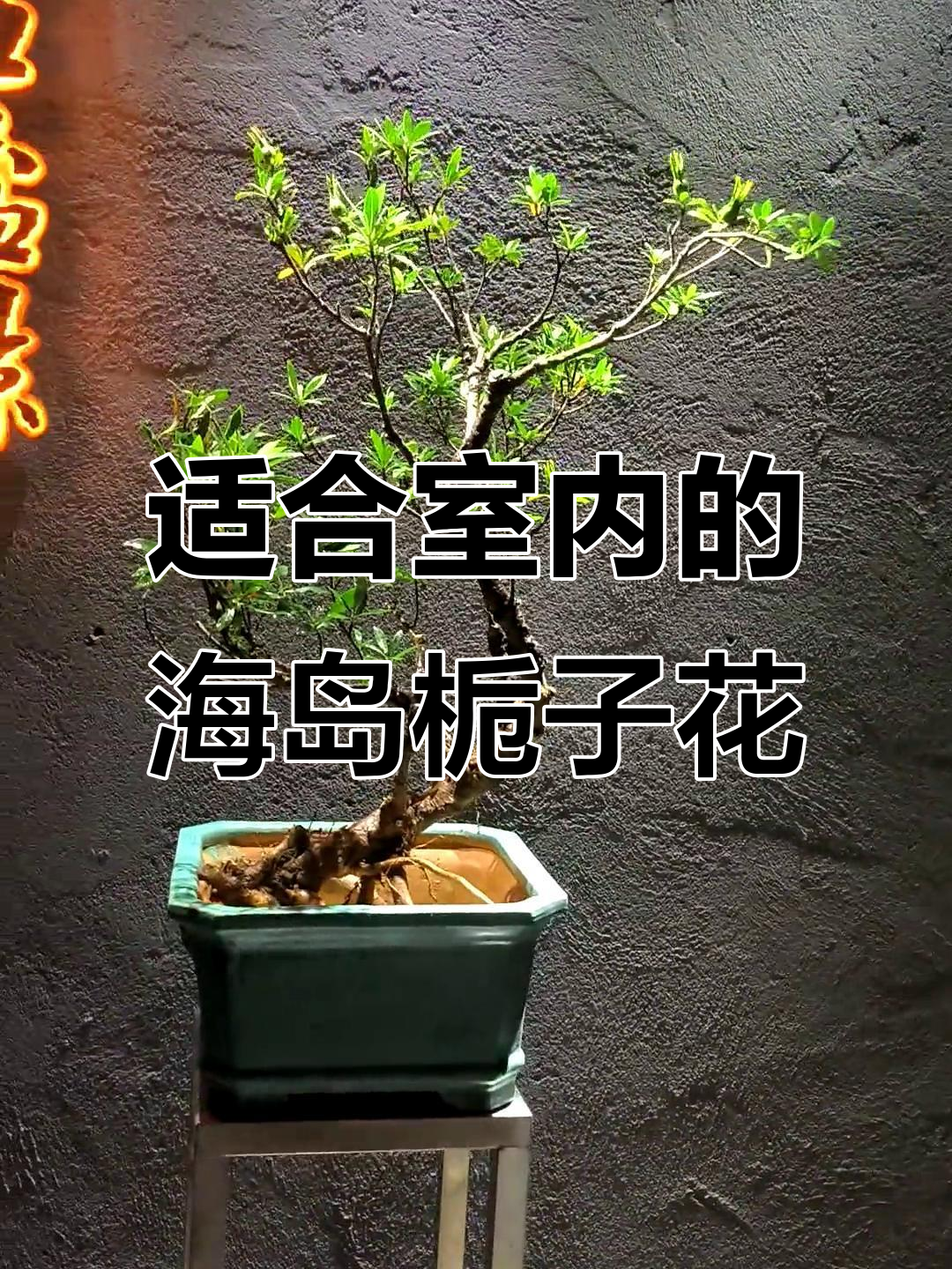 海岛柳叶栀子花:室内小景观设计推荐